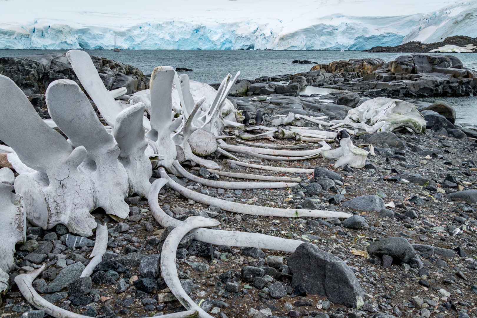 whale bones at jougla point, antarctica